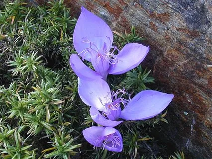Crocus de plantare de flori și de îngrijire în fotografie acasă (foto îngrijire Korkus condiții Milavitsa aterizare imagini de primăvară acasă acasă flori de primăvară camera de interior) plantare de flori Crocus și de îngrijire în fotografie acasă