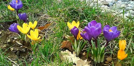 plantare șofran și de îngrijire, specii și varietăți, fotografii
