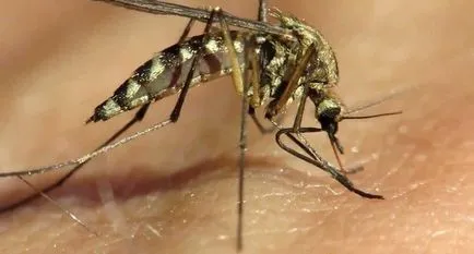 Biter în pat noaptea, când nimeni nu poate vedea (mușcături) Biter în pat noaptea, când nimeni nu la vedere