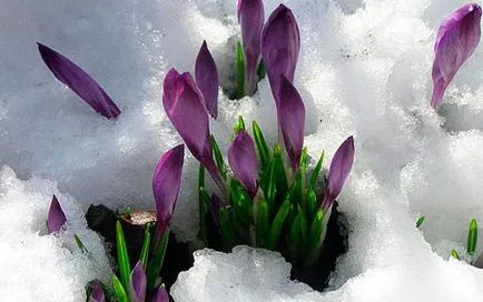 plantare șofran și de îngrijire, specii și varietăți, fotografii