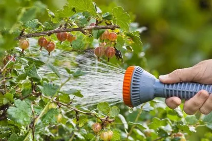 Desant coacăze grijă deosebită, gradul de agrișe (plantare) Aterizare și îngrijire specială agrișe, coacăze grad