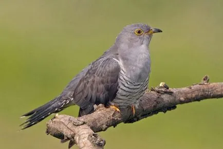 Cuckoo descriere și fotografii obișnuite (cuc cuci descriere cuc pentru copii) Cuckoo descriere obișnuită și fotografii