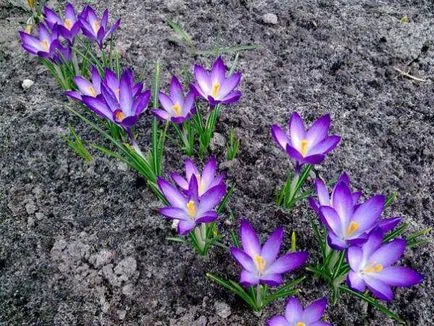Crocus de plantare de flori și de îngrijire în fotografie acasă (culori) plantare de flori Crocus și de îngrijire în fotografie acasă