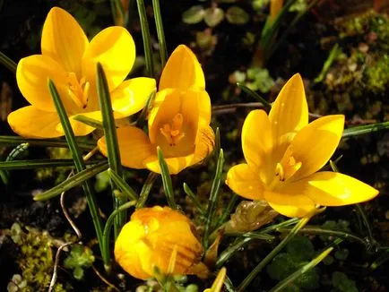 Crocus de plantare de flori și de îngrijire la domiciliu imagine (culoare imagine) plantare de flori Crocus și de îngrijire în fotografie acasă