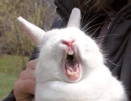 Rabbit strănut cauze, tratament, prevenire