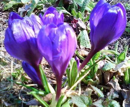 plantare șofran și de îngrijire, specii și varietăți, fotografii