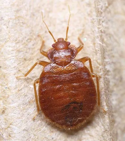 Biter în pat noaptea, când nimeni nu poate vedea (musca pat timp de noapte) Biter în pat noaptea, când nimeni nu la vedere