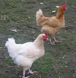 Pui, păsări de curte, clasificarea rocilor, caracteristici generale, aspect, nutriție și hrănire,