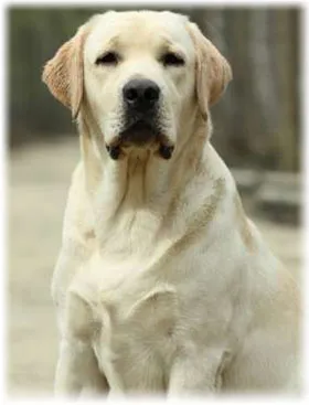Labrador Retriever - fotografie, întreținere și îngrijire pentru pui, hrănire, boala
