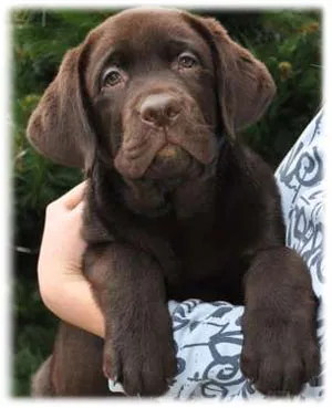 Labrador Retriever - fotografie, întreținere și îngrijire pentru pui, hrănire, boala