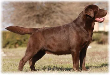 Labrador Retriever - fotografie, întreținere și îngrijire pentru pui, hrănire, boala