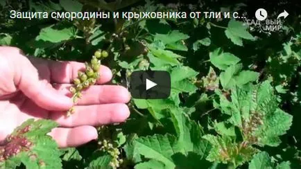 Coacăz - plantare și îngrijire fotografie coacăze, îngrășăminte și de tăiere coacăze, boala coacăze