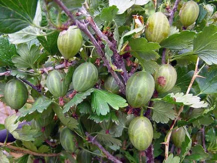 Coacăz - plantare și îngrijire fotografie coacăze, îngrășăminte și de tăiere coacăze, boala coacăze