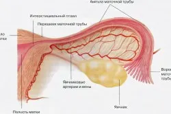 gidrosalpinksa remedii populare Tratamentul 1 (gidrosalpinksa) remedii populare gidrosalpinksa Tratamentul 1
