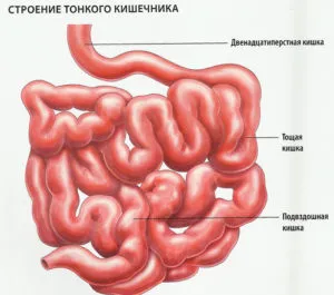 Tratamentul intestinale de remedii populare, medicamente (popular) Tratamentul de remedii populare intestinale și medicamente