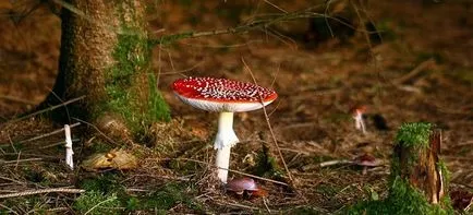 Tratamentul Fly agaric articulațiilor și nu doar tinctura de ciuperci de vodca pentru articulații