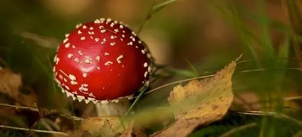 Tratamentul Fly agaric articulațiilor și nu doar tinctura de ciuperci de vodca pentru articulații