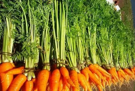 Tratamentul pe bază de plante de fibrom uterin, medicina populara pentru fibrom, rețete