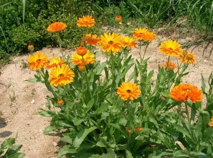 Terapia de unghii - flori, beneficiind (gălbenele flori flori de gălbenele flori de gălbenele aplicare imagine) Terapia de unghii - flori, beneficiind