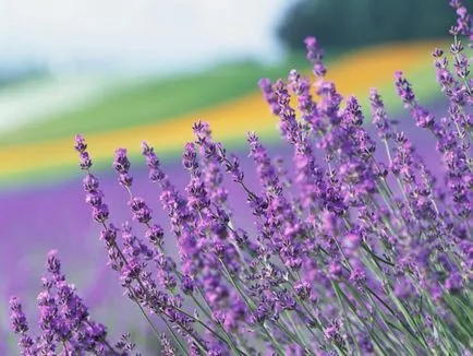 sensibilitate Lavandă nunta si aroma minunata