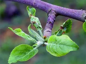 Moth pe Apple - cum de a lupta, pentru a nu pierde recolta (molia de mere în fotografie) Moth pe Apple - cum de a lupta, nu pierde recolta