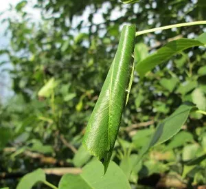 Moth pe Apple - cum de a lupta, pentru a nu pierde recolta (molia de mere în fotografie) Moth pe Apple - cum de a lupta, nu pierde recolta
