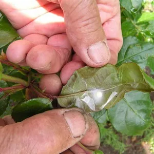 Moth pe Apple - cum de a lupta, pentru a nu pierde (lupta mere molia) recoltare Moth pe Apple - cum de a lupta, nu pierde recolta