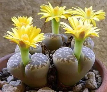 îngrijire și întreținere Lithops la domiciliu, în creștere din semințe (de îngrijire) îngrijire și întreținere Lithops la domiciliu, în creștere din semințe