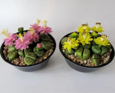 îngrijire și întreținere Lithops la domiciliu, în creștere de la semințe (acasă) îngrijire și întreținere Lithops la domiciliu, în creștere din semințe
