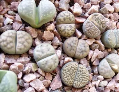 îngrijire și întreținere Lithops la domiciliu, în creștere de la semințe (acasă) îngrijire și întreținere Lithops la domiciliu, în creștere din semințe