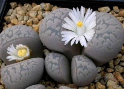 îngrijire și întreținere Lithops în casă