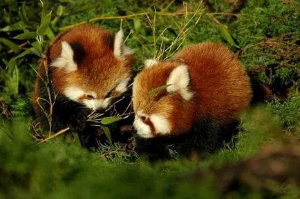 Firefox vulpe cu un logo sau panda roșu