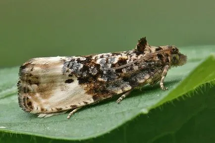Moth pe Apple - cum de a lupta, pentru a nu pierde recolta (lupta împotriva role de frunze pe mere) Moth pe Apple - cum de a lupta, nu pierde recolta