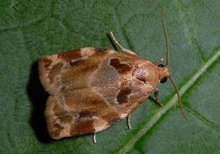 Moth pe Apple - cum de a lupta, nu pierde recolta (meri tineri care) Moth pe Apple - cum de a lupta, nu pierde recolta