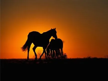 cal cowboy - site-ul despre cai