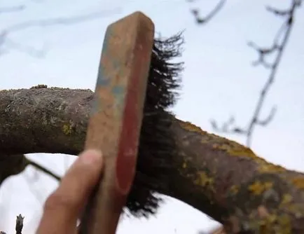 Moth pe Apple - cum de a lupta, nu pierde recolta (pentru a scăpa de role de frunze pe mere) Moth pe Apple - cum de a lupta, nu pierde recolta