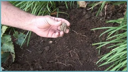 gradina Cocosului (ranunkulyus) de plantare și îngrijire, foto, creșterea și cultivarea de soiuri în aer liber