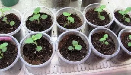 Snapdragon în creștere din semințe atunci când plantare flori pe puieți (puieți) Snapdragon în creștere din semințe atunci când plantarea florilor pe răsaduri de