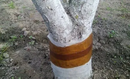 Stalker centura de copaci cu mâinile lor, cazul pentru gradina ()