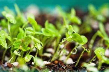 Snapdragon în creștere din semințe atunci când plantarea florilor pe puieți (groapa) Snapdragon în creștere din semințe atunci când plantarea florilor pe răsaduri de