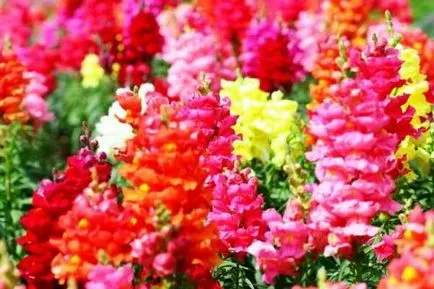 Snapdragon în creștere din semințe atunci când plantare flori pe puieți (puieți) Snapdragon în creștere din semințe atunci când plantarea florilor pe răsaduri de