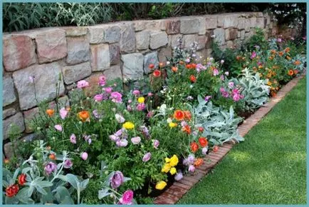 gradina Cocosului (ranunkulyus) de plantare și îngrijire, foto, creșterea și cultivarea de soiuri în aer liber