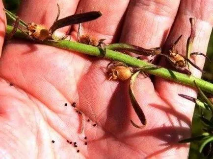 Snapdragon în creștere din semințe atunci când plantare flori pe puieți (puieți) Snapdragon în creștere din semințe atunci când plantarea florilor pe răsaduri de