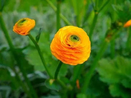 gradina Cocosului (ranunkulyus) de plantare și îngrijire, foto, creșterea și cultivarea de soiuri în aer liber