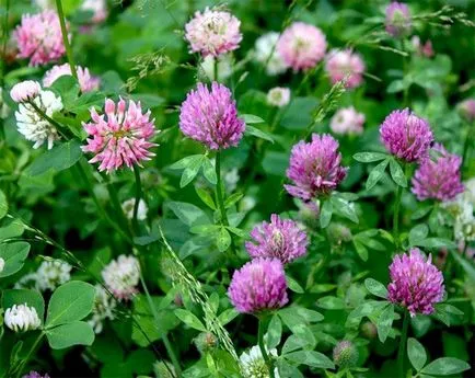 proprietăți medicinale Meadow trifoi și utilizarea plantelor în medicina tradițională (plante) proprietăți medicinale Meadow trifoi și utilizarea de plante în medicina tradițională