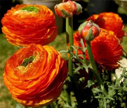 gradina Cocosului (ranunkulyus) de plantare și îngrijire, foto, creșterea și cultivarea de soiuri în aer liber