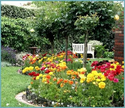 gradina Cocosului (ranunkulyus) de plantare și îngrijire, foto, creșterea și cultivarea de soiuri în aer liber