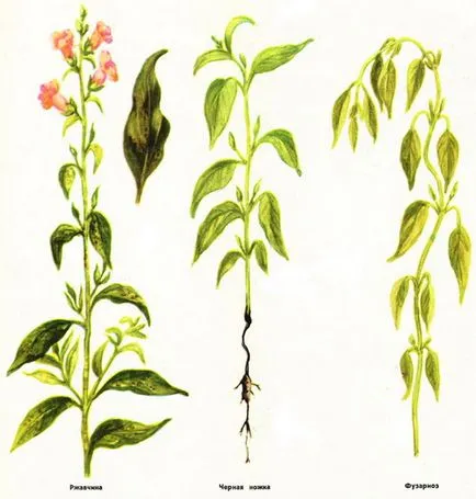 plantare și îngrijire Snapdragon (foto), pentru a alege semințe și răsaduri