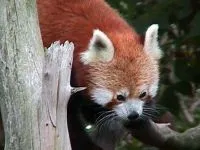 panda Lesser, panda roșu (ailurus fulgens) fotografii, zonă de descoperire de specii, o descriere panda roșu,