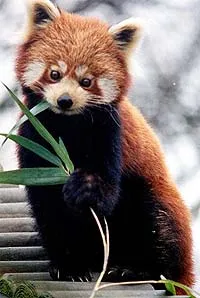 panda Lesser, panda roșu (ailurus fulgens) fotografii, zonă de descoperire de specii, o descriere panda roșu,